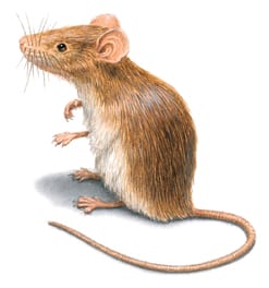 Piccolissimi topolini in casa cosa fare Aiuto topi in casa
