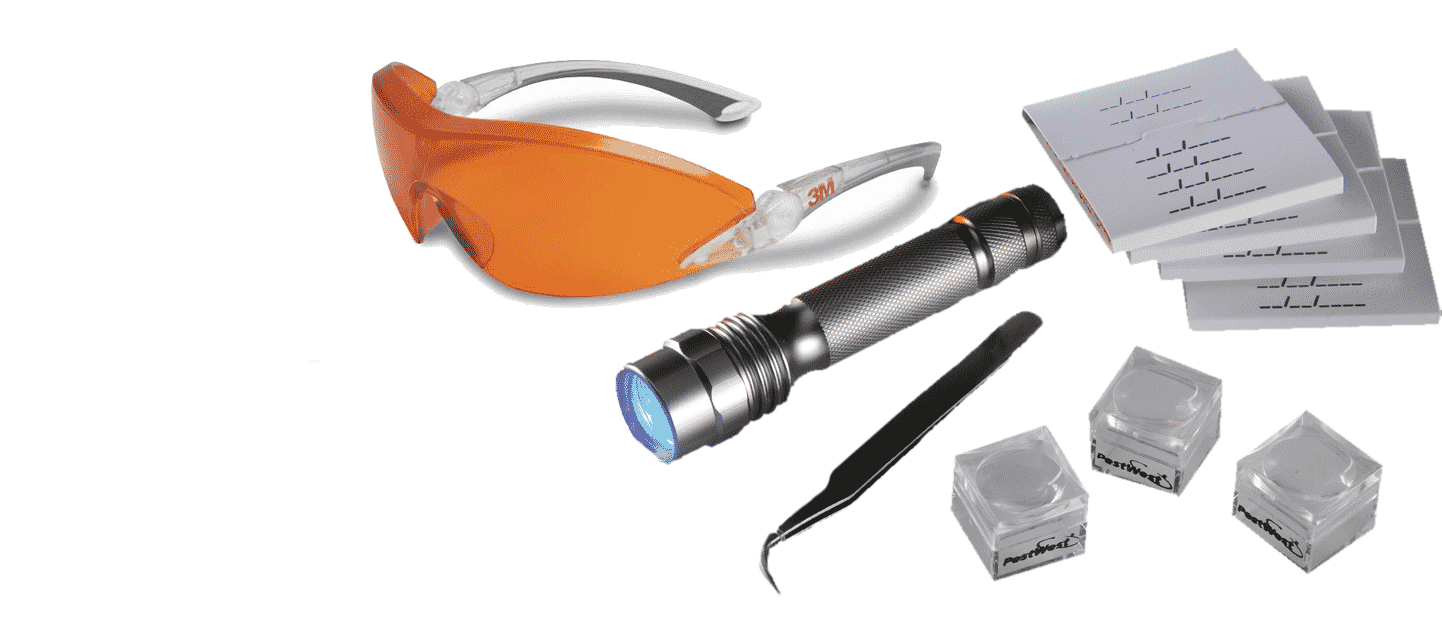 Costo Disinfestazione Cimici Dei Letti