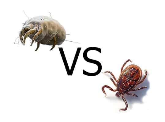 Differenza tra acari e zecche Acari come eliminarli