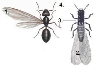 Differenza tra Termiti e Formiche con le ali