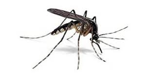Zanzare e Febbre Chikungunya Disinfestazione zanzare