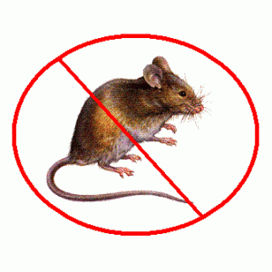 Vendita trappole e veleni per topi e ratti Brindisi. Vendita trappole e veleni per topi e ratti Brindisi.