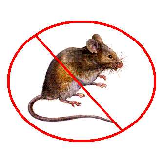 Prevenire la presenza di ratti e topi