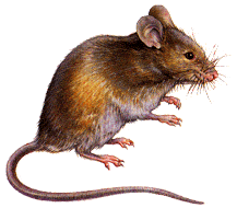 Riconoscere Ratti e Topi