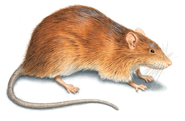 Derattizzazione Tecniche per eliminare Ratti e Topi