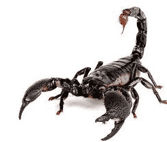 Scorpioni velenosi, disinfestazione