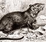 Il morso del ratto Il morso del ratto