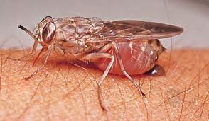 Come eliminare per sempre le mosche Malattie causate dalle mosche