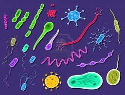 Malattie causa da batteri e virus Malattie causa da batteri e virus