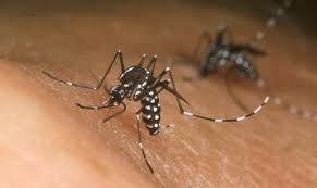 Malattie causate dalle punture delle zanzare