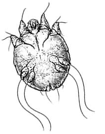 Acaro della scabbia, disinfestazione acari
