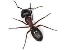 Disinfestazione formica Camponotus 