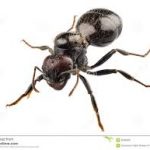 Disinfestazione formica nera lasius niger