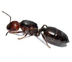 Vendita insetticidi contro le formiche con la testa rossa 