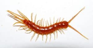 Disinfestazione Centopiedi Lithobius Forficatus