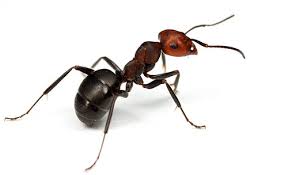 Veleno potente contro le formiche