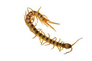 Scolopendra