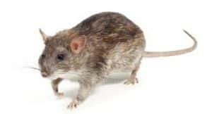 Rattus Norvegicus Ratto delle fogne Rattus Norvegicus Ratto delle fogne