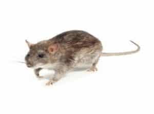 Rattus Norvegicus