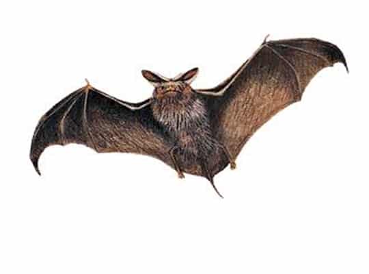 Come Far Uscire Un Pipistrello Da Casa