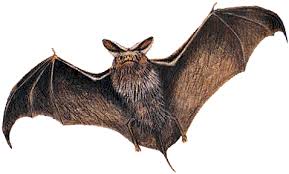 Pipistrelli in casa