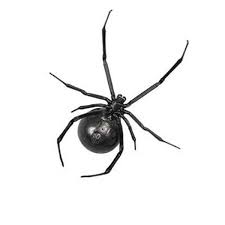 Disinfestazione ragno vedova nera