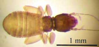 Psocotteri in casa ed allergie