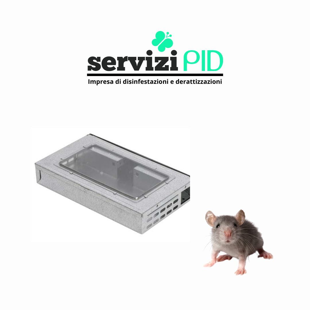 Come Catturare Un Topo Piccolo In Casa