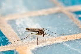 Insetti in estate le zanzare che pungono