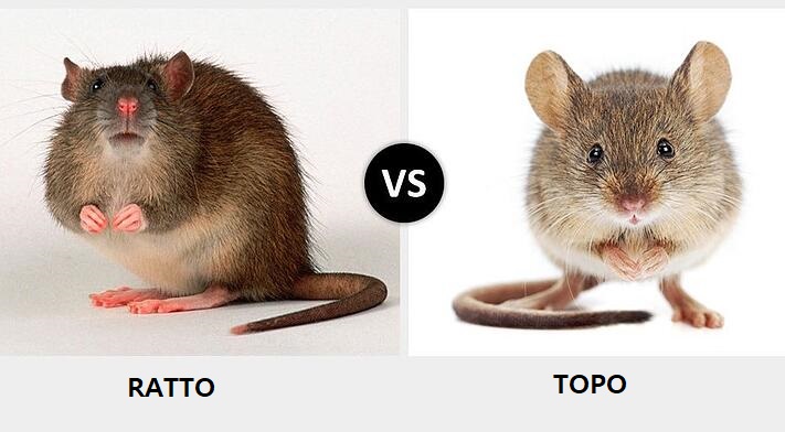 Differenza tra Topi e Ratti.