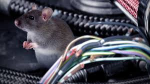 Danni elettrici causati dai topi