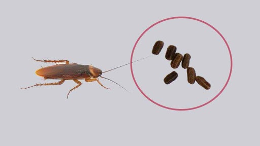 Come accorgersi di avere scarafaggi in casa