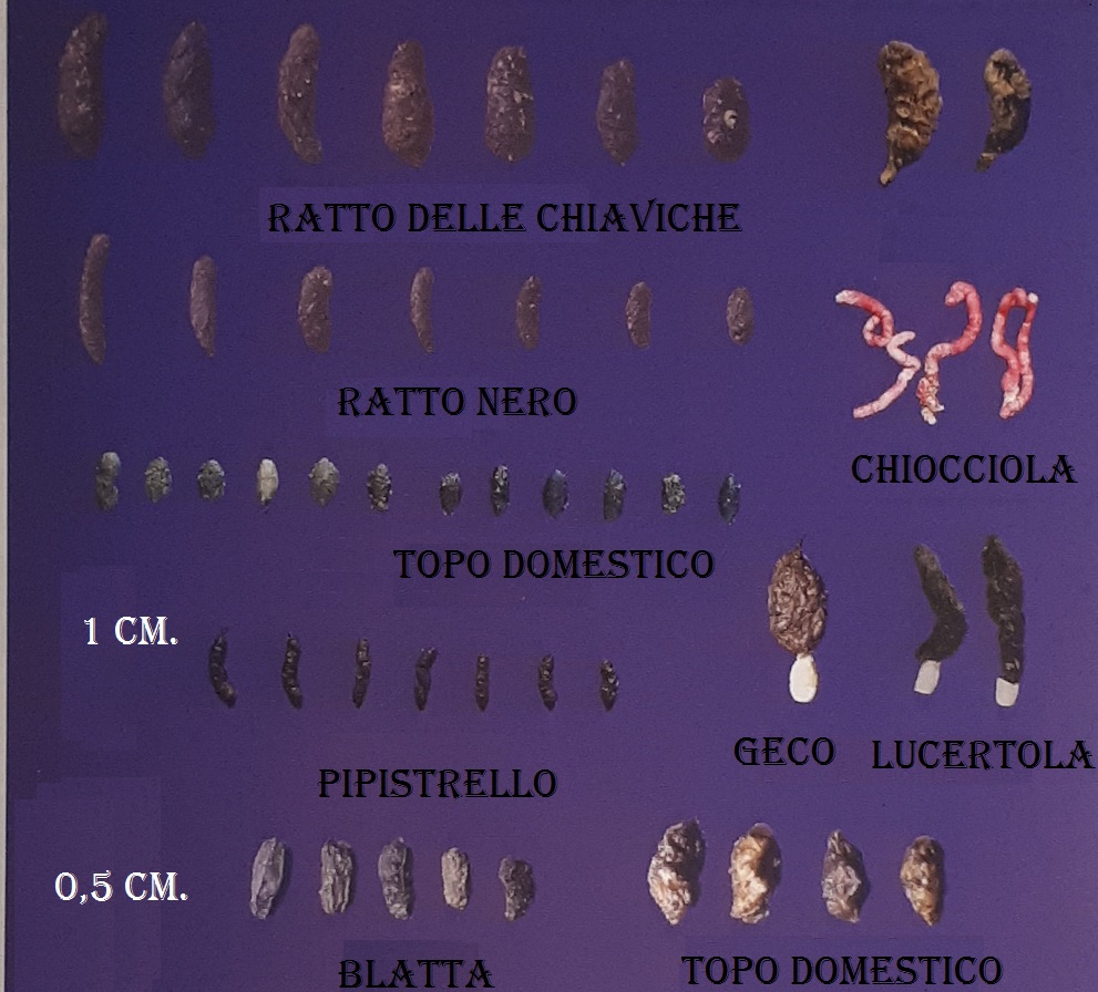 Tracce di topi in casa cosa fare?