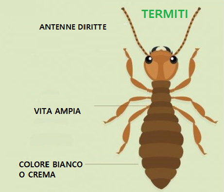 Disinfestazione termiti in casa Lecce