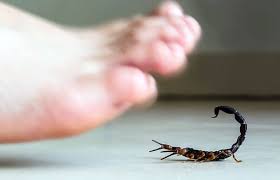 Come eliminare gli scorpioni in casa e in giardino