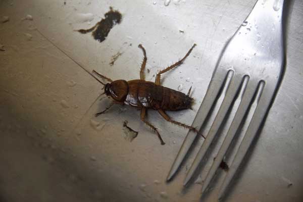 Come disinfettare casa dopo la presenza di scarafaggi!
