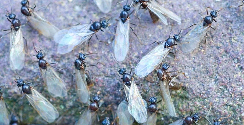 Invasione di formiche con le ali