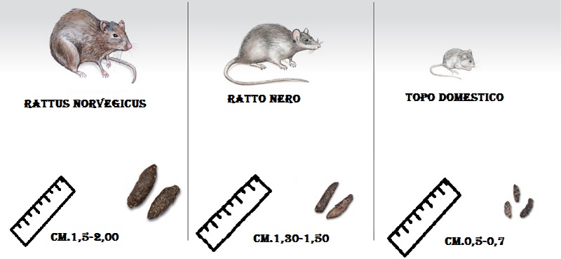 Ratto nero escrementi