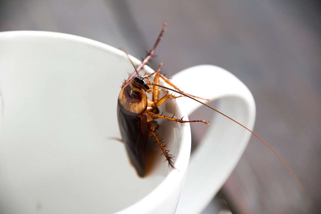 Disinfestazione insetti del caffè