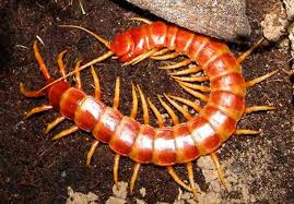 Scolopendra