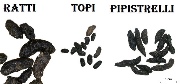 Escrementi di topo in campagna