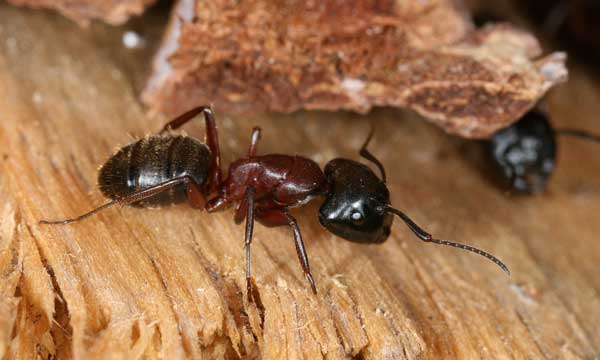 Disinfestazione formica carpentiere