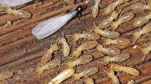 Insetti in primavera le termiti