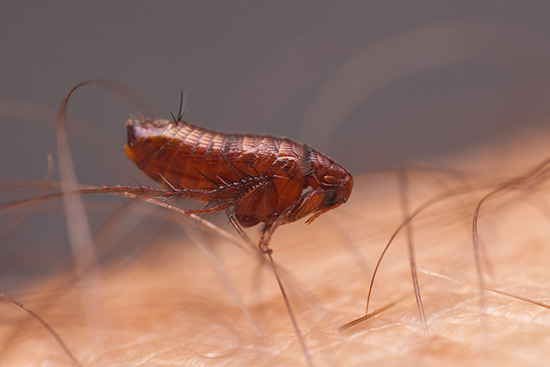 Insetti neri le pulci succhiano il sangue