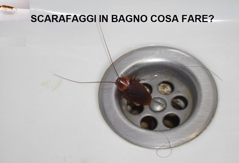 Scarafaggi in casa cosa fare?