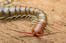 Scolopendra