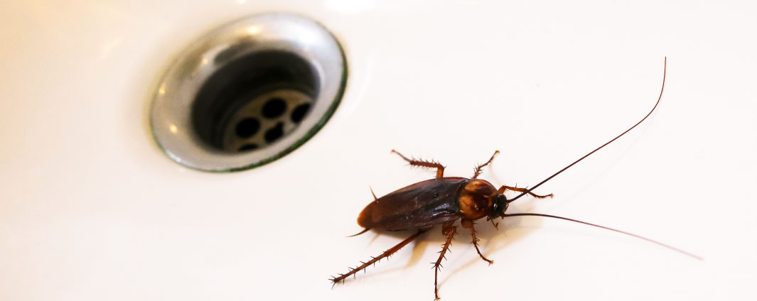 Gli Scarafaggi Possono Uscire Dal Water