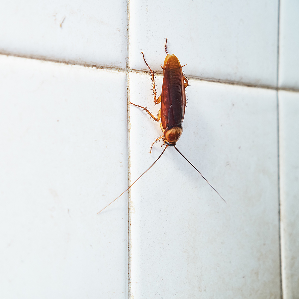 Come fanno gli scarafaggi ad entrare in casa?
