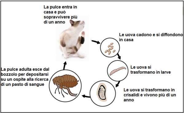 Trappola per Pulci in Casa, Afenau Trappole per Pulci con 7 pastiglie Adesive, Disinfestazione Pulci Casa, Trappole per Cimici da Letto, Trappole Cimici da Letto per Soggiorno, Camera da Letto, Cucina