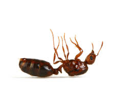 Consigli su come effettuare una disinfestazione fai da te contro le formiche.